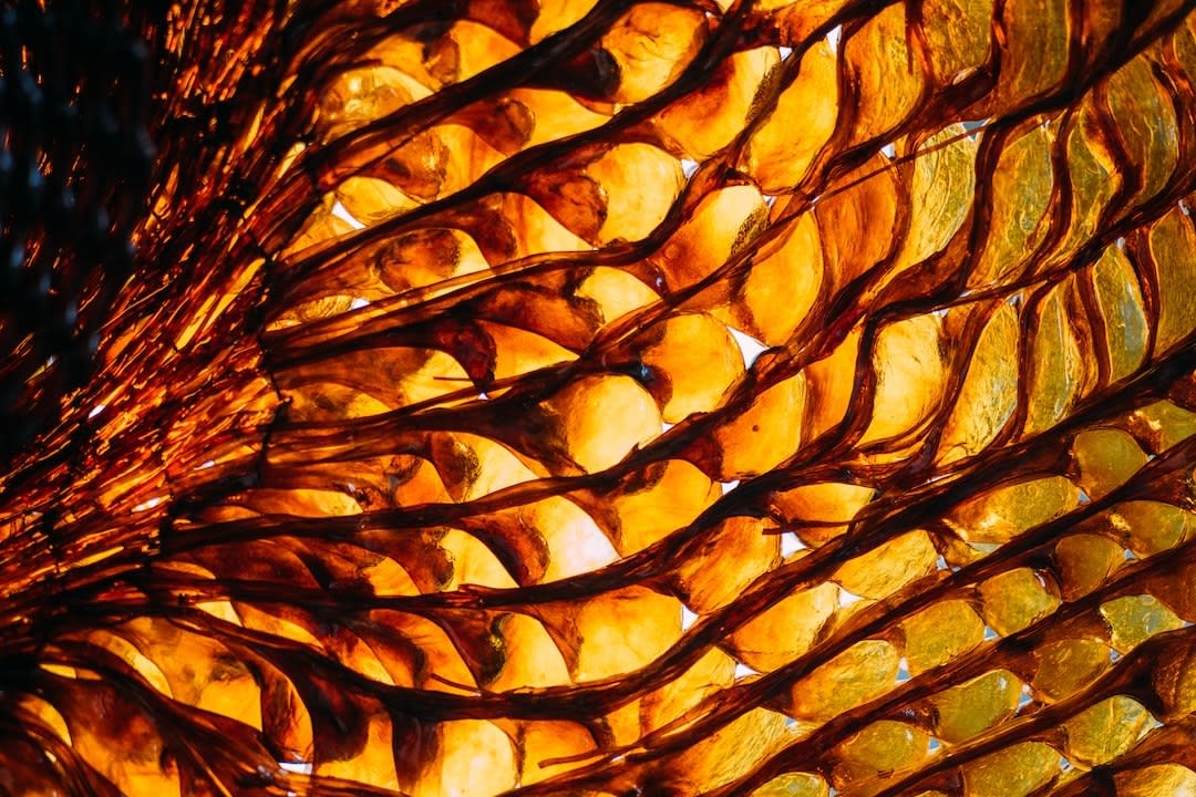 Ori Orisun Merhav, Insect Morphōsis, 2025