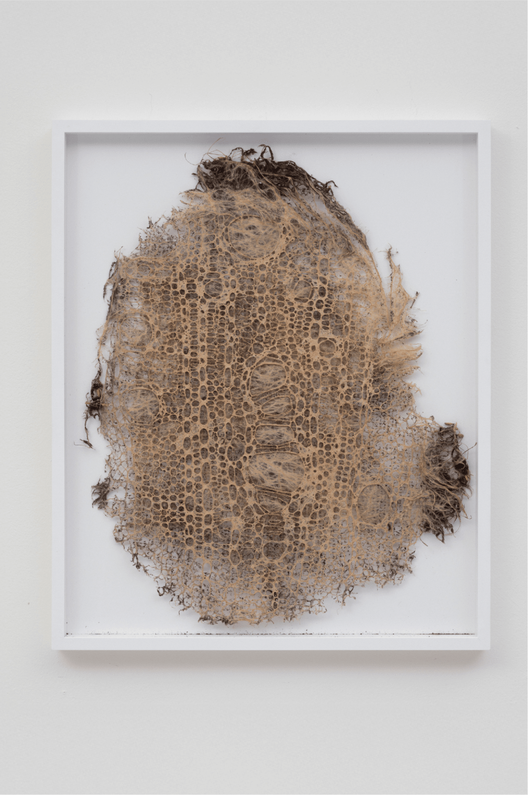Diana Scherer, Hyper Rhizome #7, 2023