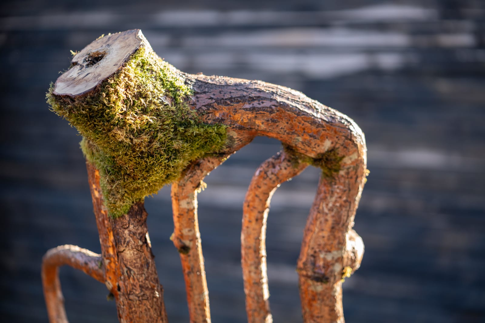 Full Grown, Are You Growing Comfortably? Notes from a Twelve-Year Dialogue, 2024