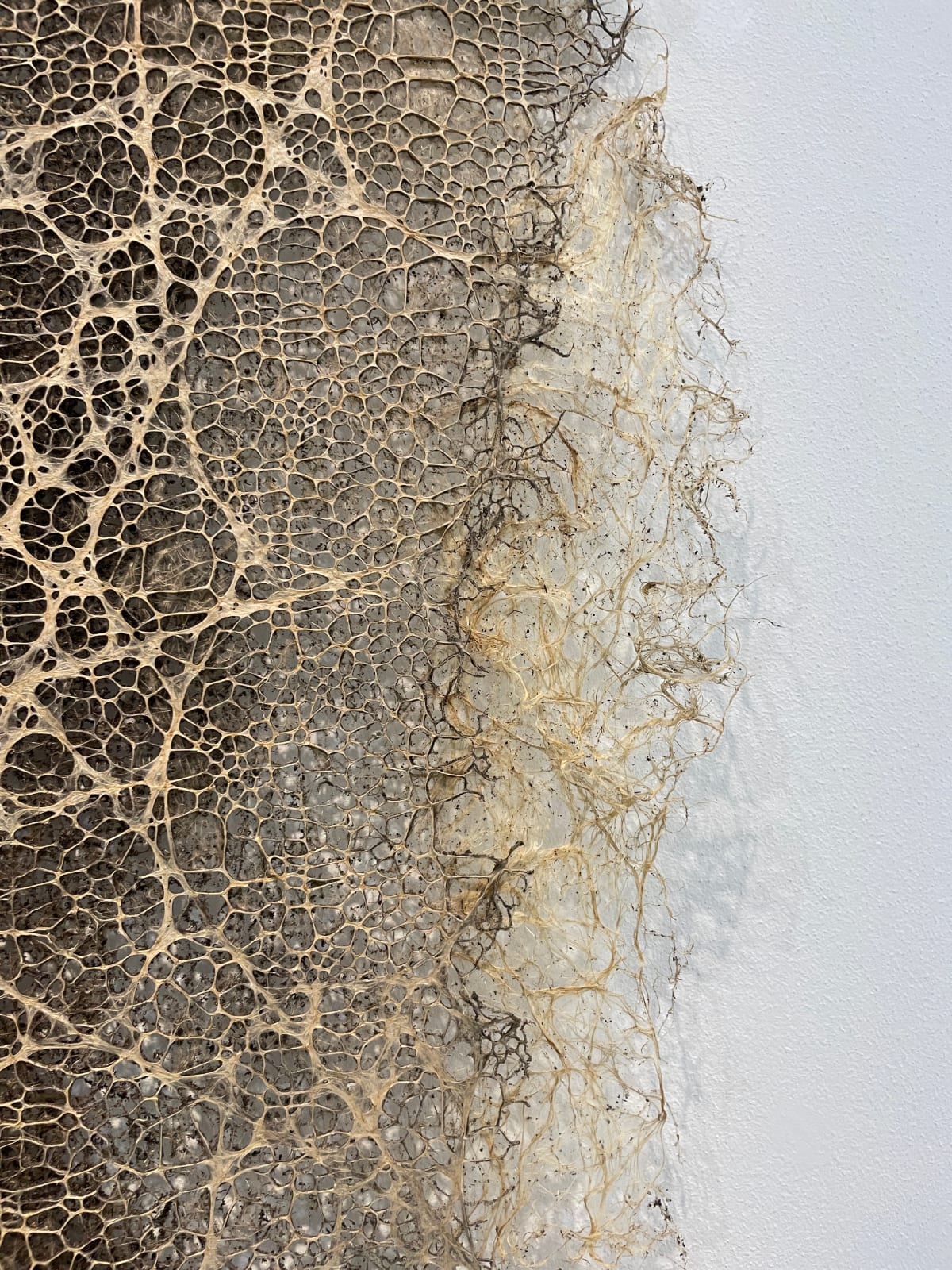 Diana Scherer, Hyper Rhizome #2-5-24, 2023