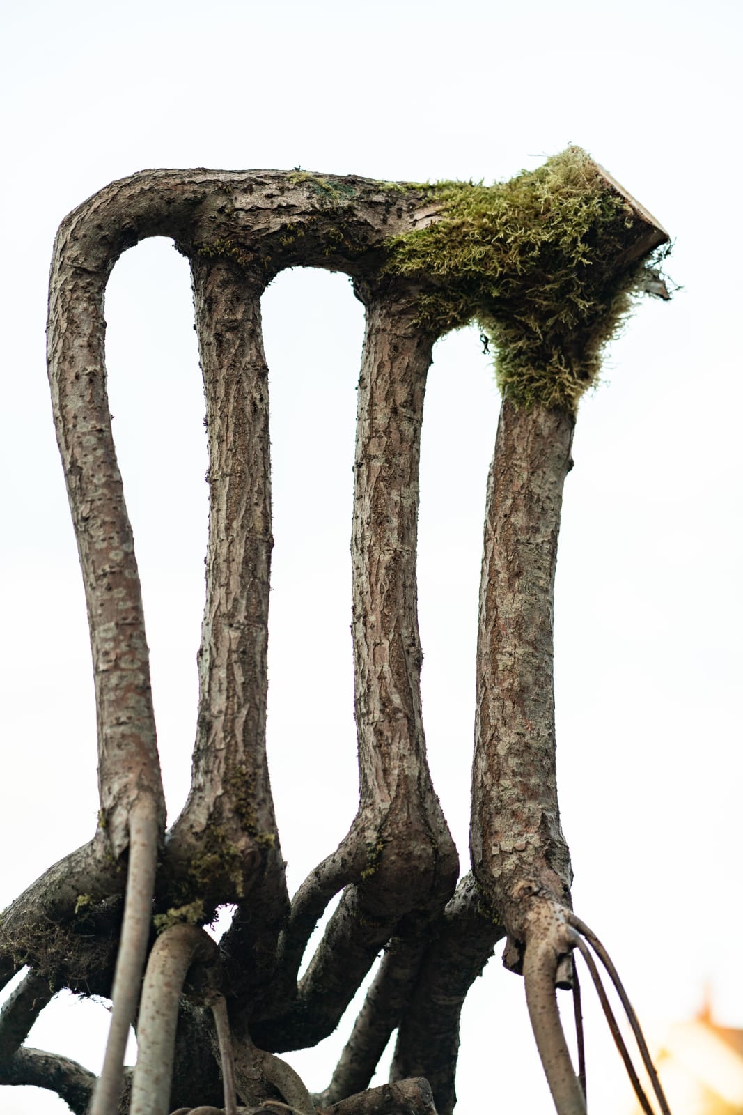 Full Grown, The Mary Oliver Chair, 2024