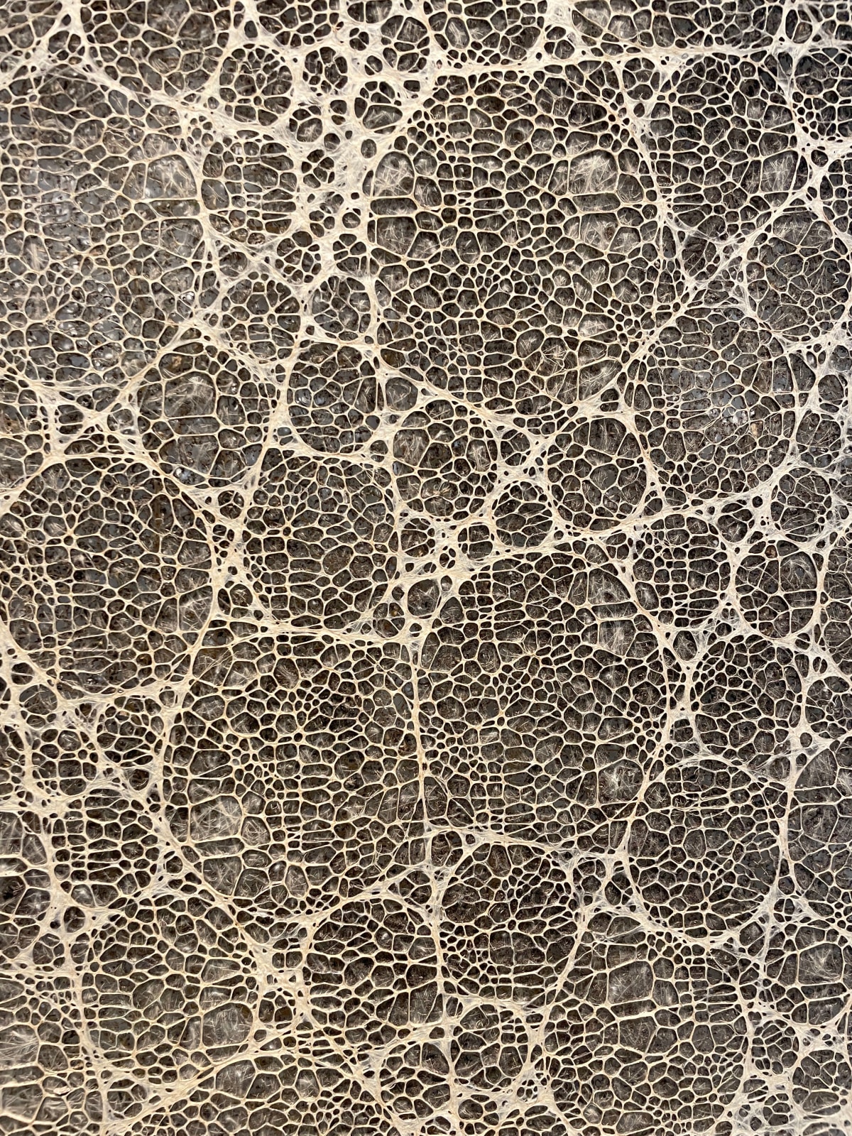 Diana Scherer, Hyper Rhizome #2-5-24, 2023