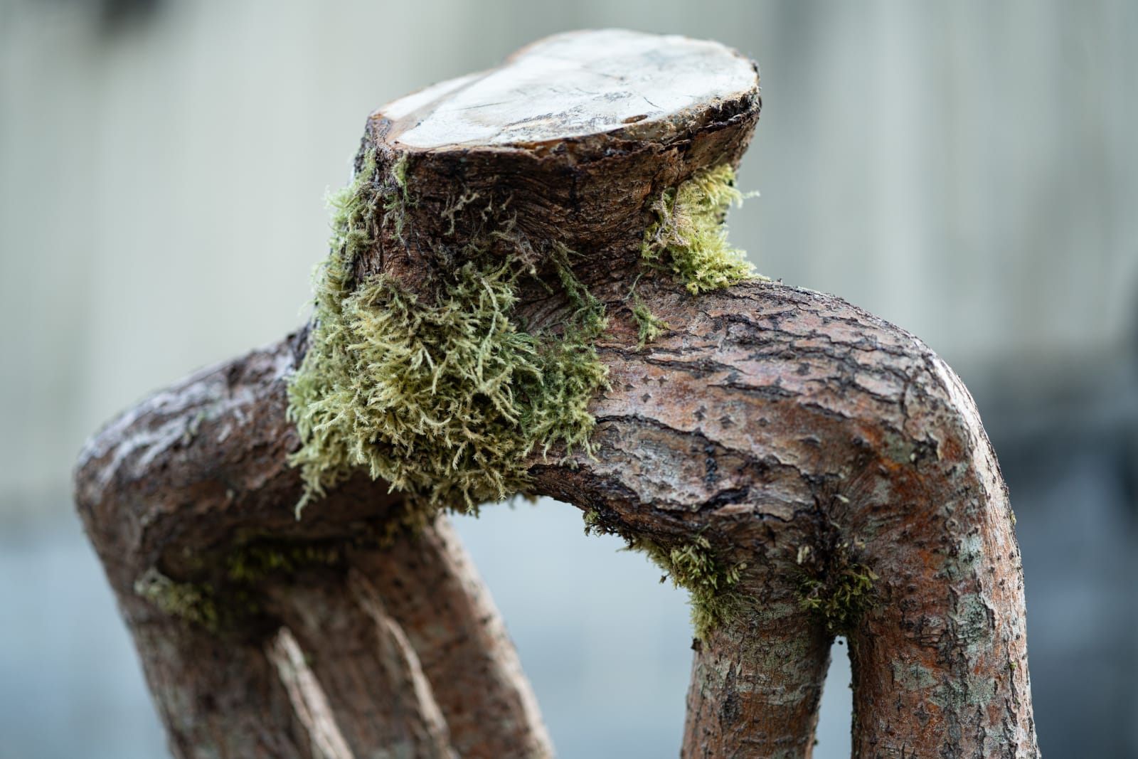 Full Grown, The Athena Behemoth Chair, 2024