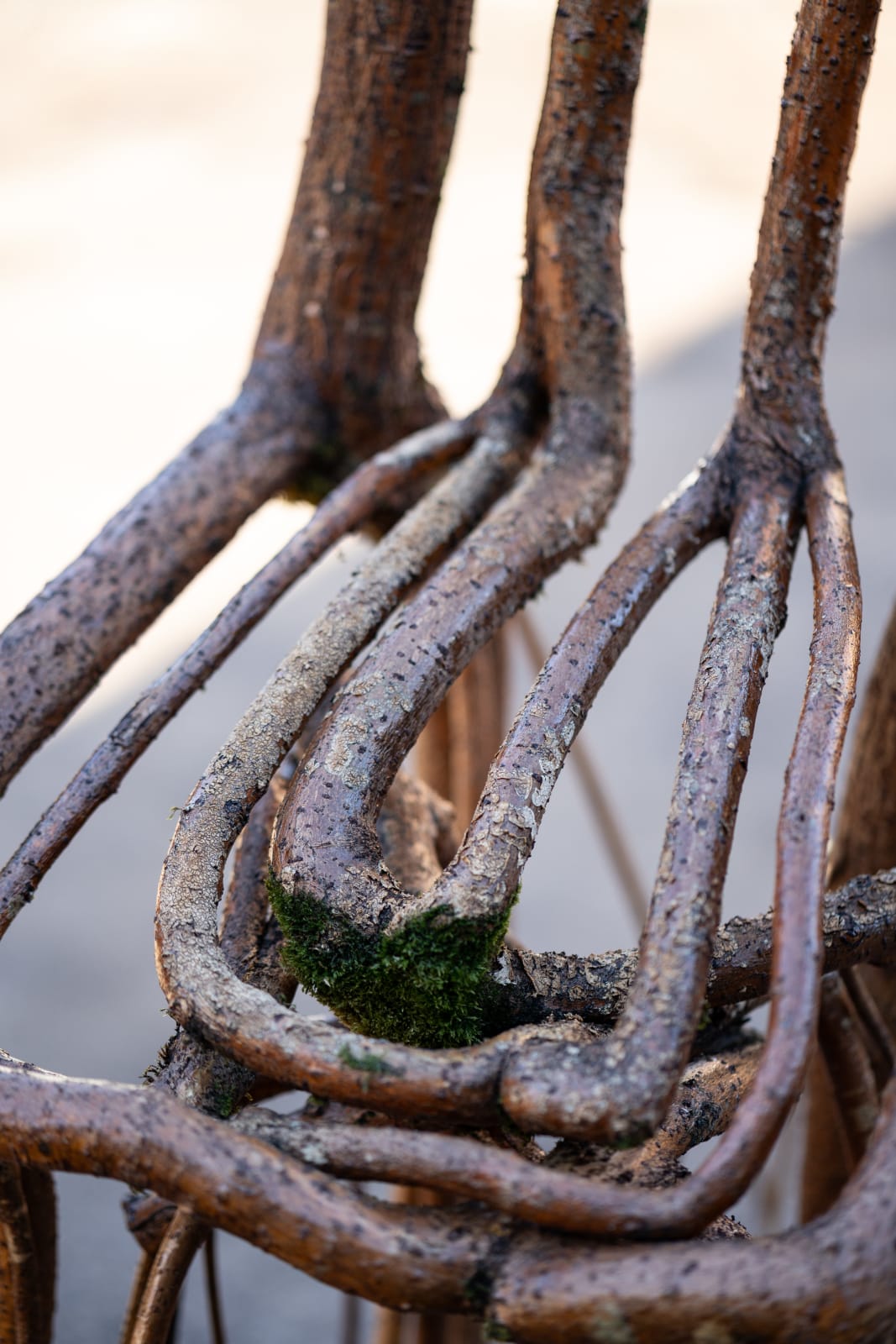 Full Grown, Are You Growing Comfortably? Notes from a Twelve-Year Dialogue, 2024