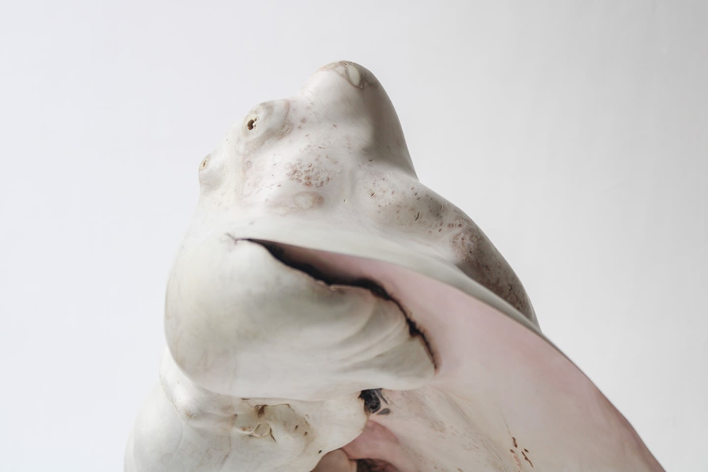 Julian Watts, Shell, 2022