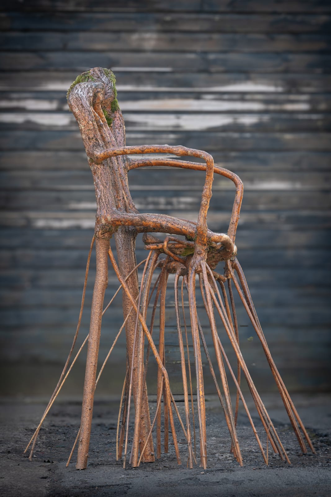 Full Grown, Are You Growing Comfortably? Notes from a Twelve-Year Dialogue, 2024