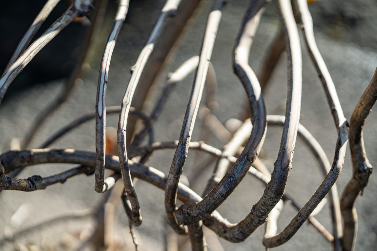 Full Grown, The Daphne Chair, 2024