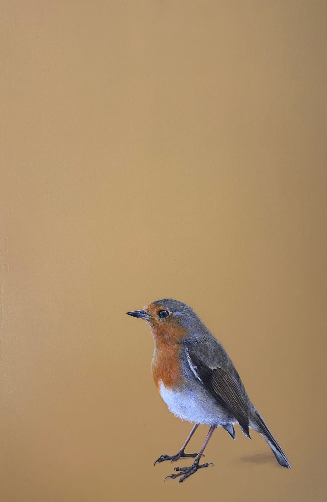 Lucy McLaven, Small Glimmers, Young Robin, 2024