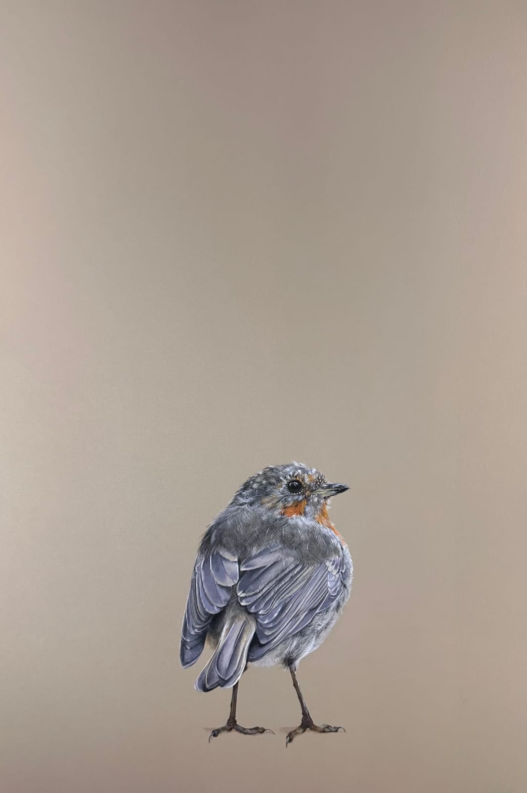 Lucy McLaven, Small Glimmers, Young Robin, 2024