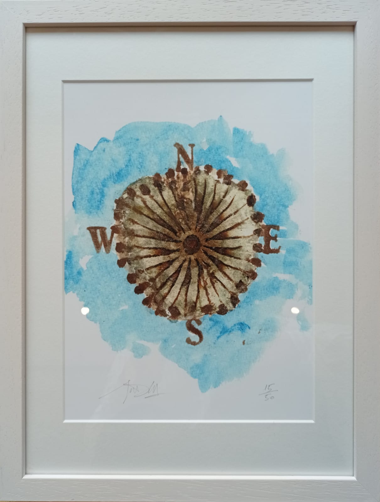John Coll, Compass jellyfish, Chryosora hysoscella