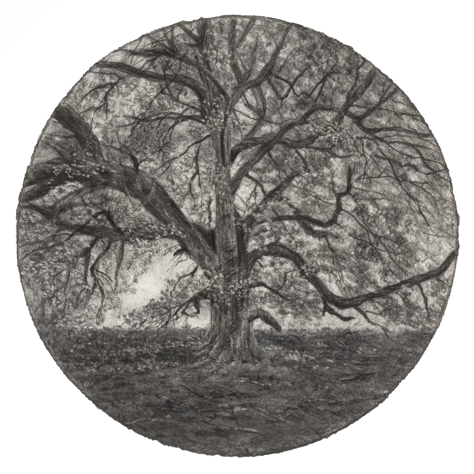 Michael Wann, The Trees Around Here, 2025