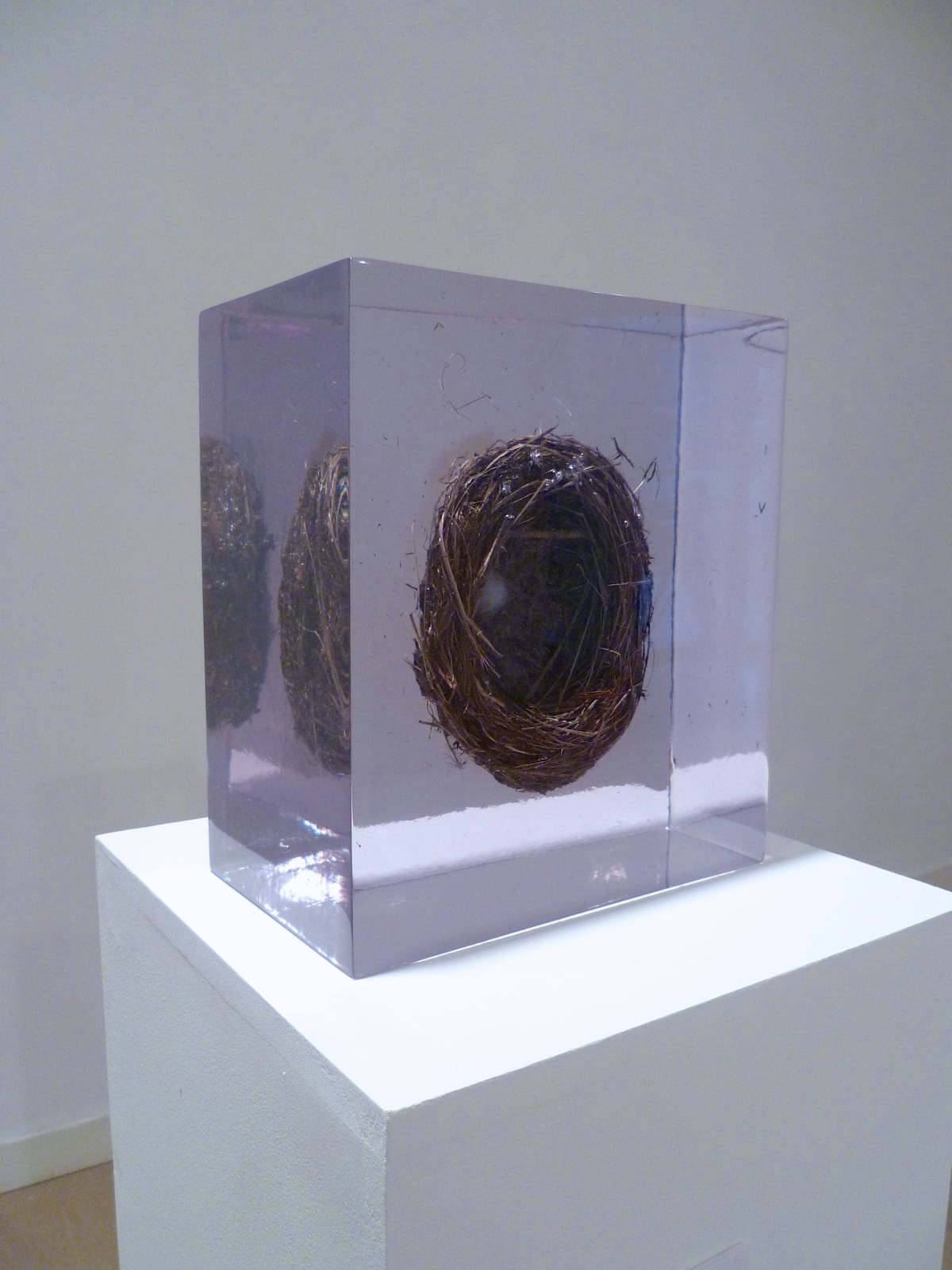 Eilis O'Connell RHA, Nest (Feargus), 2008