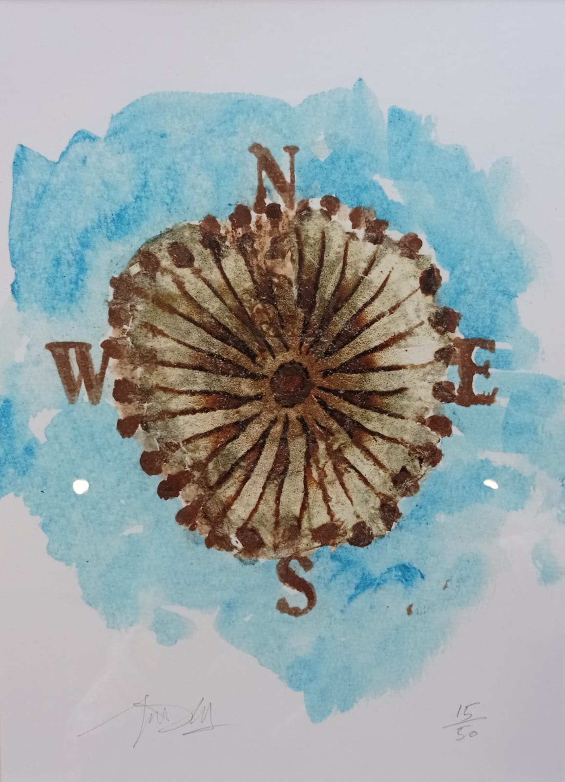 John Coll, Compass jellyfish, Chryosora hysoscella