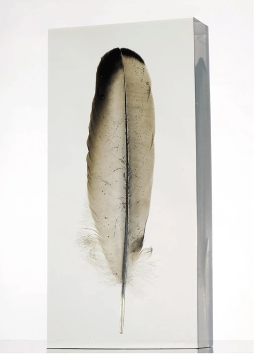 Eilis O'Connell RHA, Vulture Feather, 2007