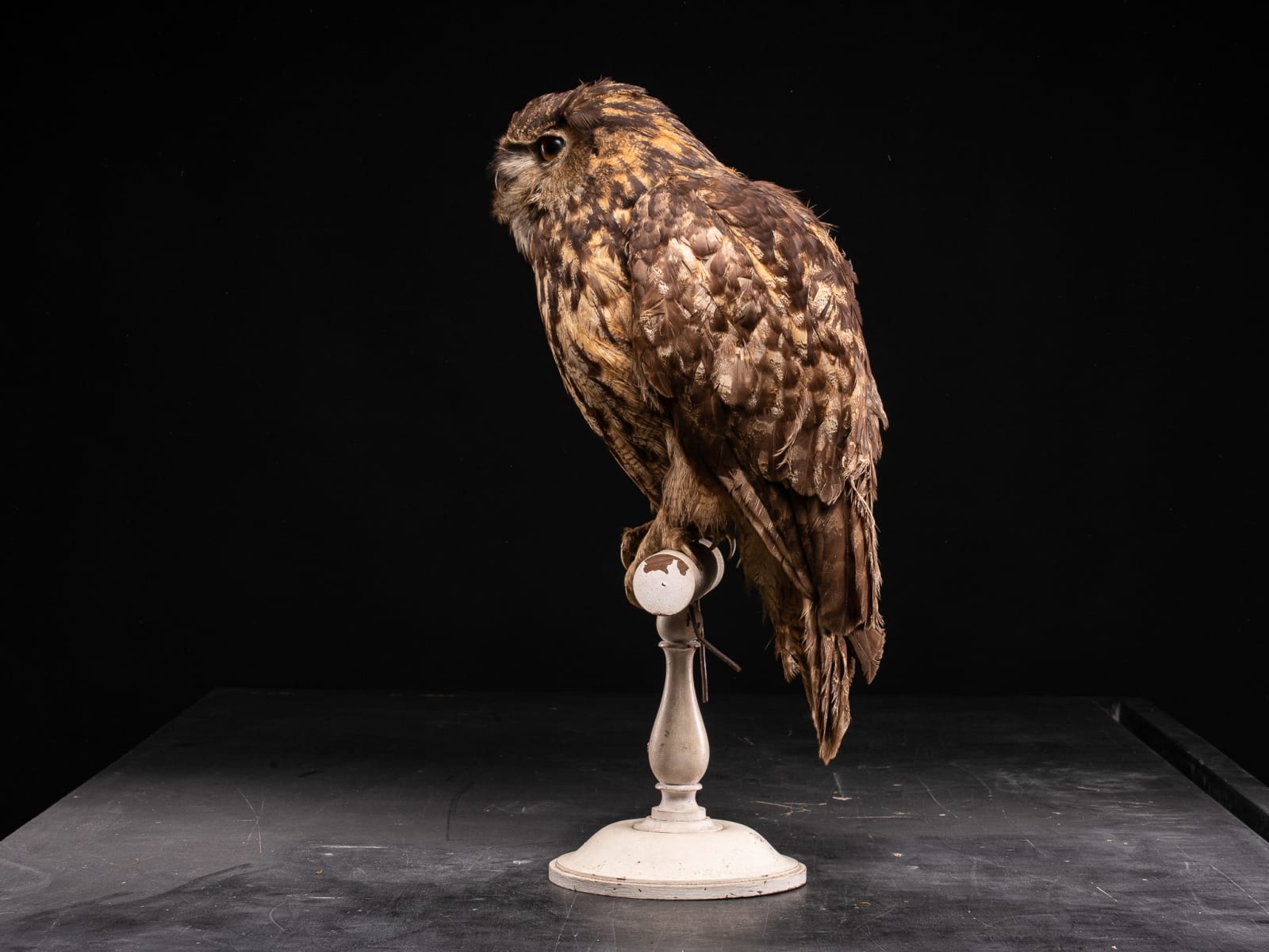 Eurasian Eagle Owl (Bubo bubo) on Antique White Museum Stand, 1910