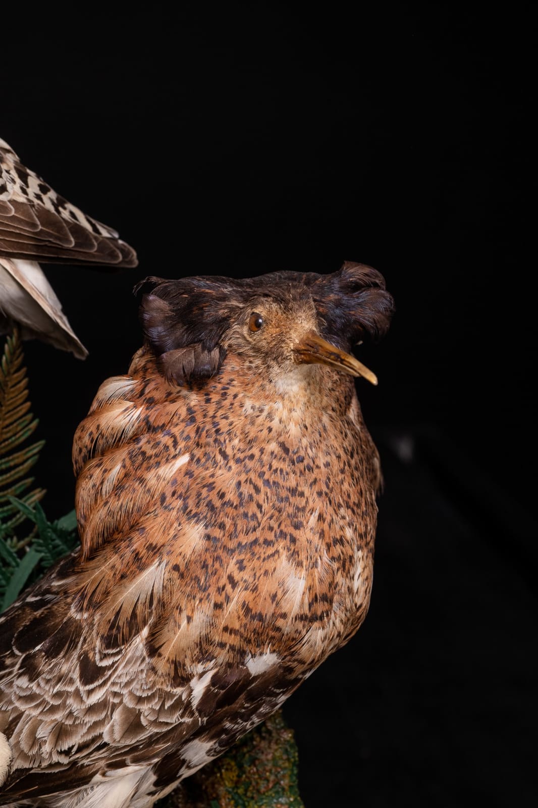 19th C Victorian Henry Ward Dome of 4 Ruff's, variously perched on rock ledge and groundwork, under original glass dome and ebonised base., 19th Century