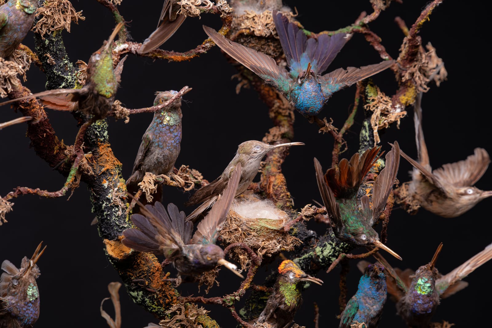 Antique 19th C Victorian Diorama of 26 tropical birds,labelled W.J.Hole ,variously perched on branches and groundwork ,under original glass dome on an ebonised base, 19th C