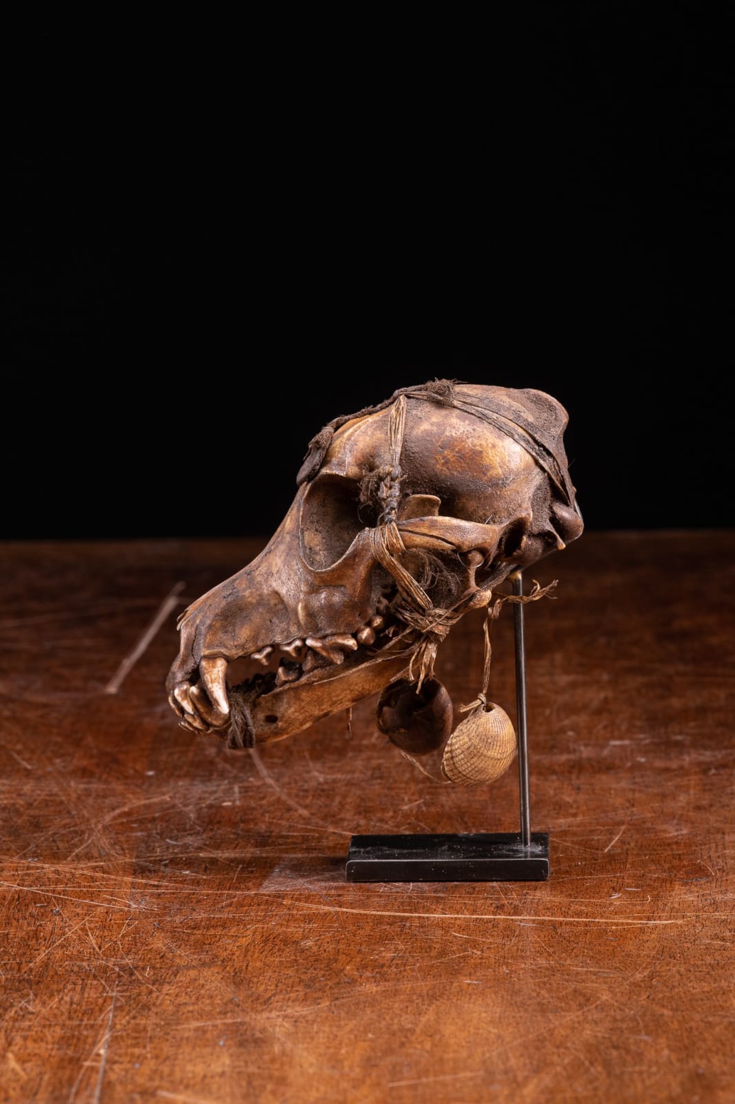 Dayak People,Borneo.Ceremonial Decorated Dog Skull, first half 20th C