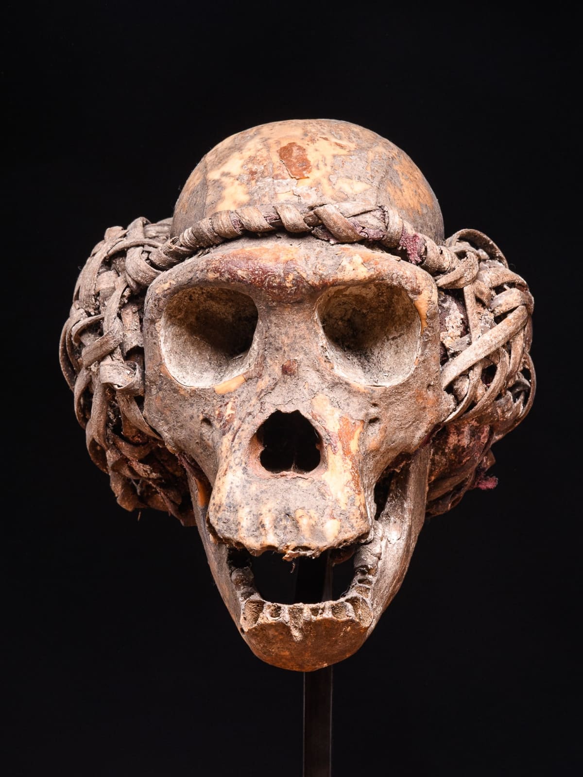 Igbo Ceremonial Baboon Monkey Skull, Nigeria, 1st half 20th Century