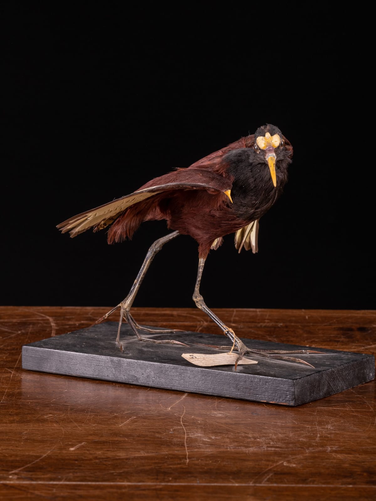 Old Wattled Jacana taxidermy mount with label (Jacana jacana NL), 1st half 20th Century