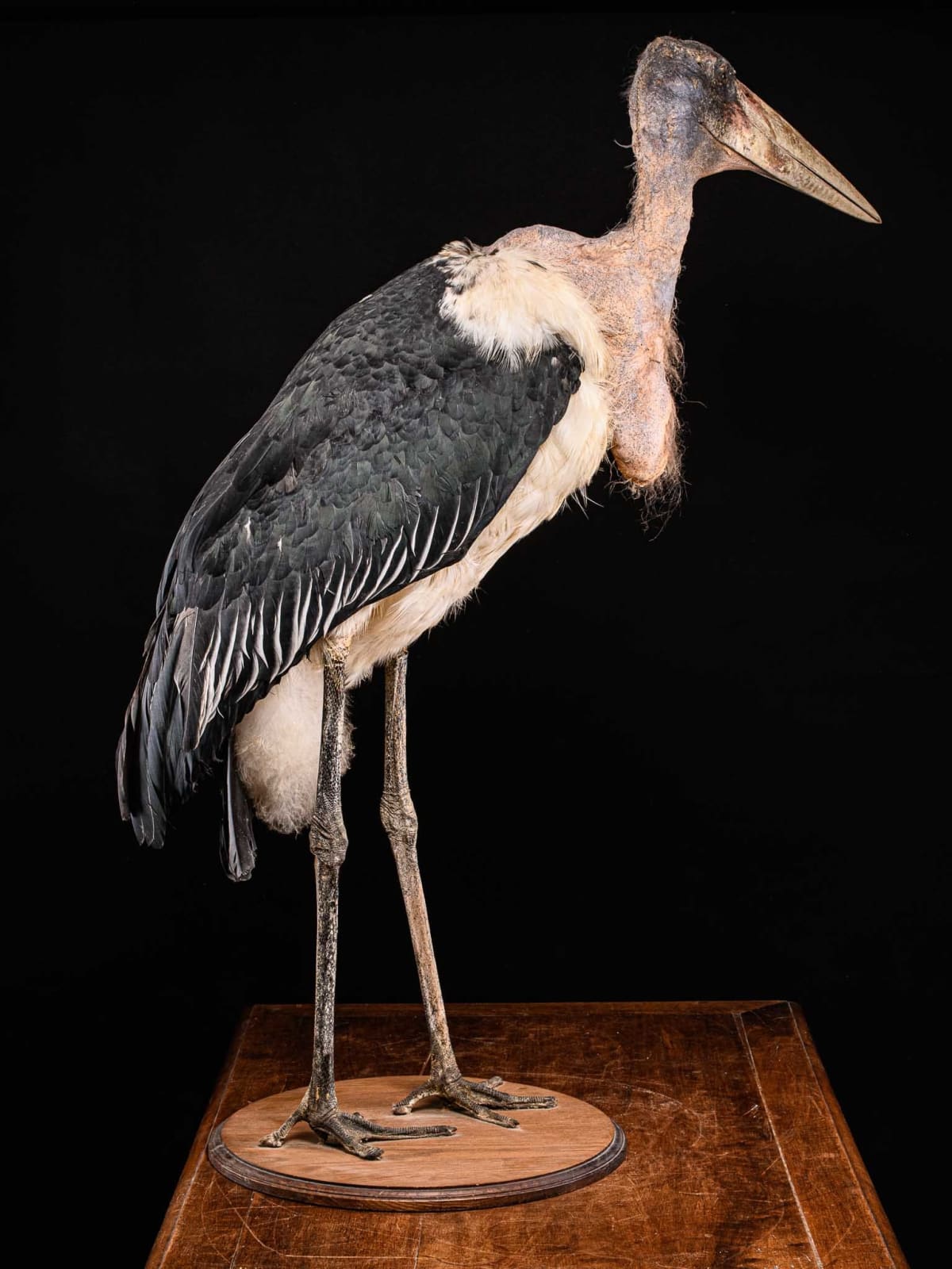 Marabou Stork taxidermy.Bald-headed black and grey feathers with very long legs and a large triangular beak. Mounted in a walking position on a wooden base. Wings are folded back against its body. Walking straight with head facing sideways and beak turned, >1947