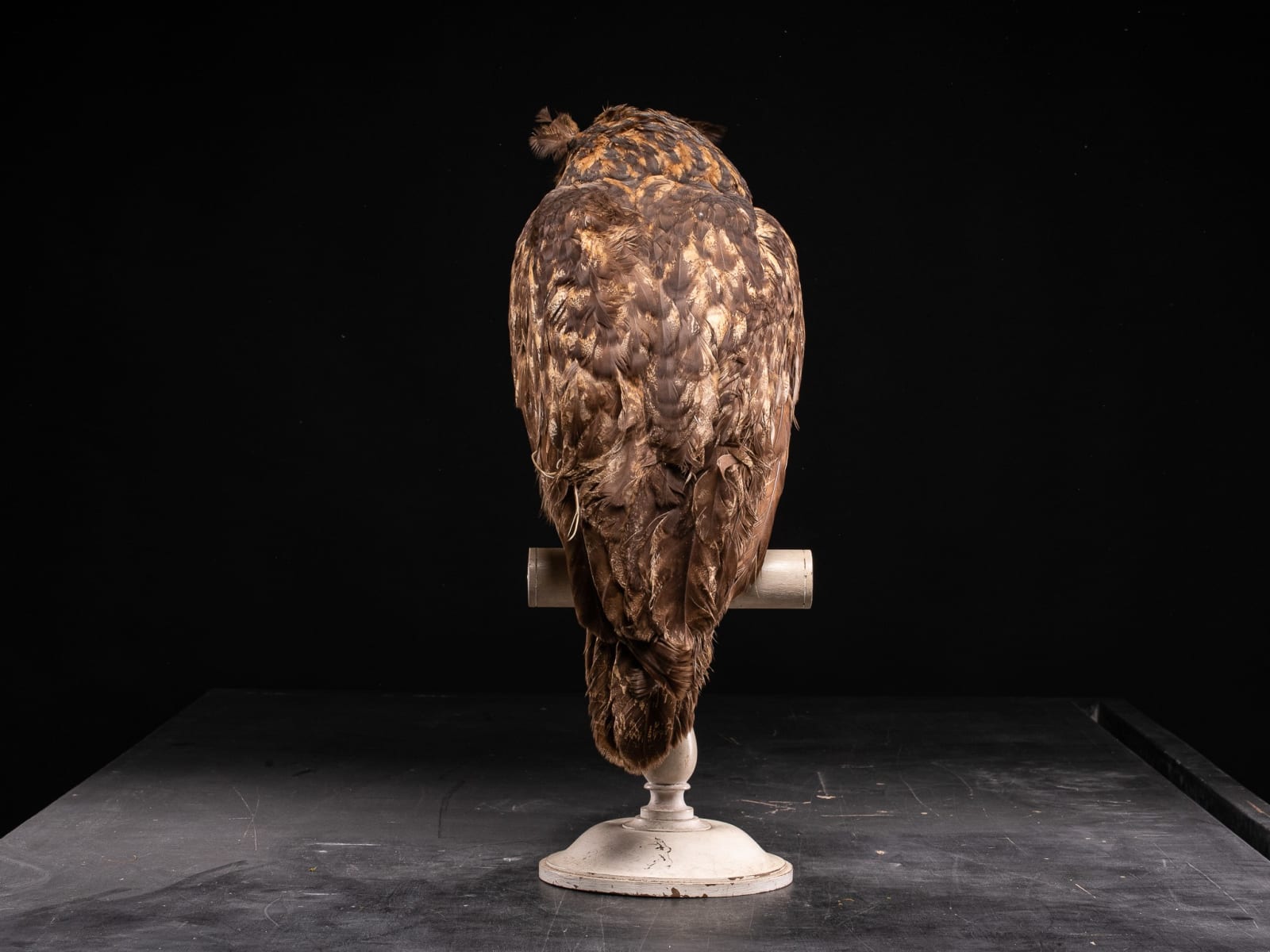 Eurasian Eagle Owl (Bubo bubo) on Antique White Museum Stand, 1910
