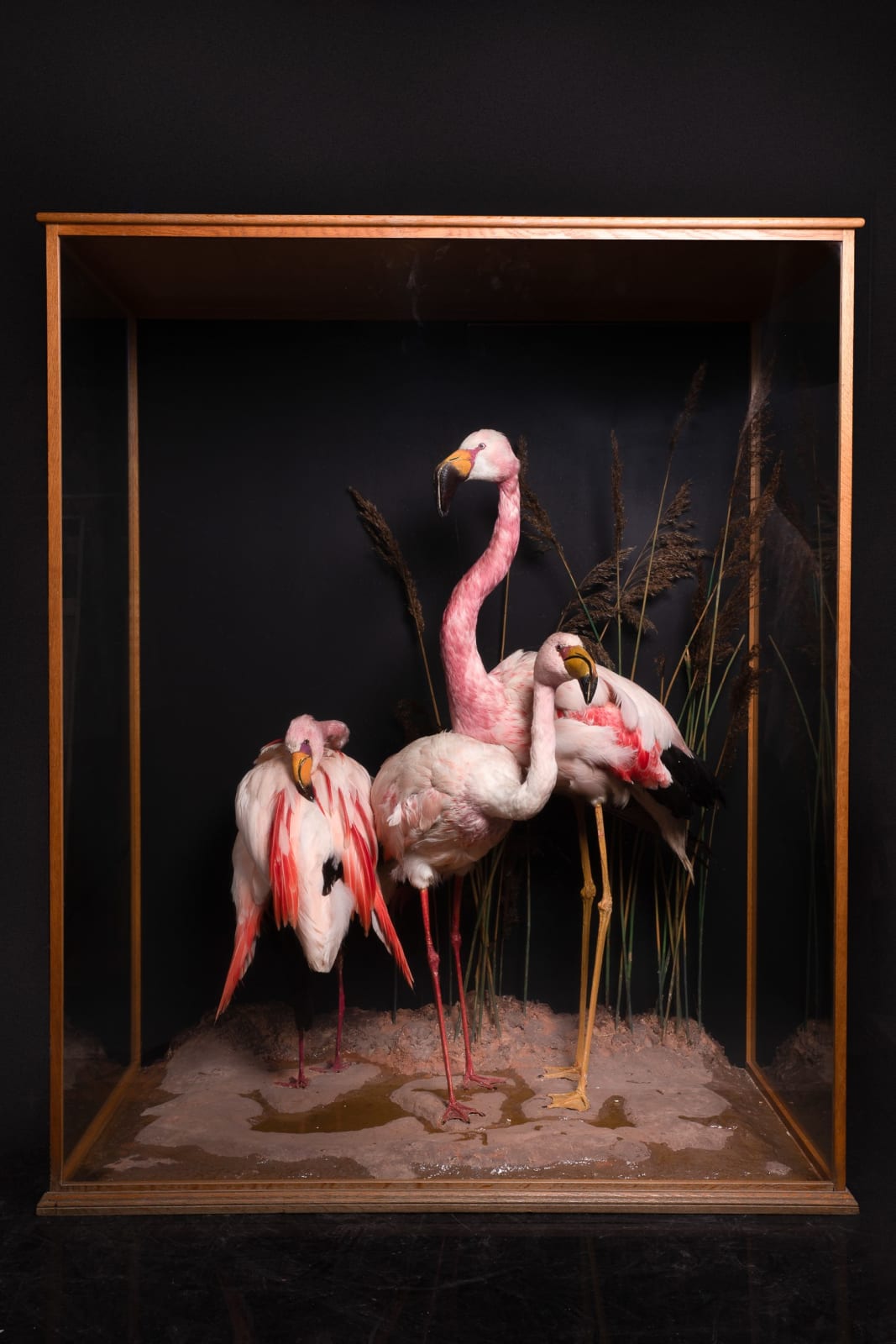Mid 20th C Diorama of 3 Three Flamingos (Phoenicoparrus) ,labelled D.Waines & Son,composition on groundwork set within its original ebonised threeglass case, <1947
