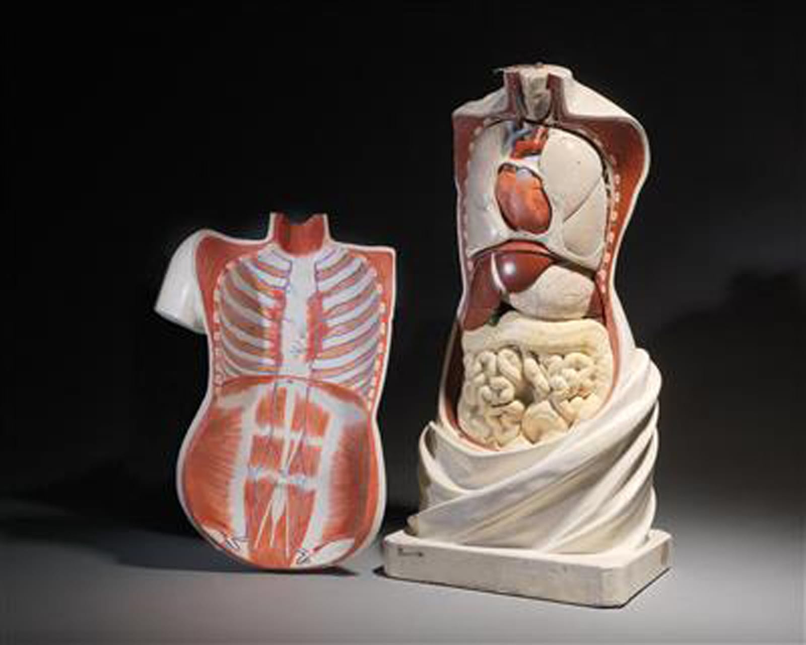 19th C Anatomical Didactic Model of a Torso with Removable Organs,developed by Franz Jozef Steger and Carl E. Bock., 19th