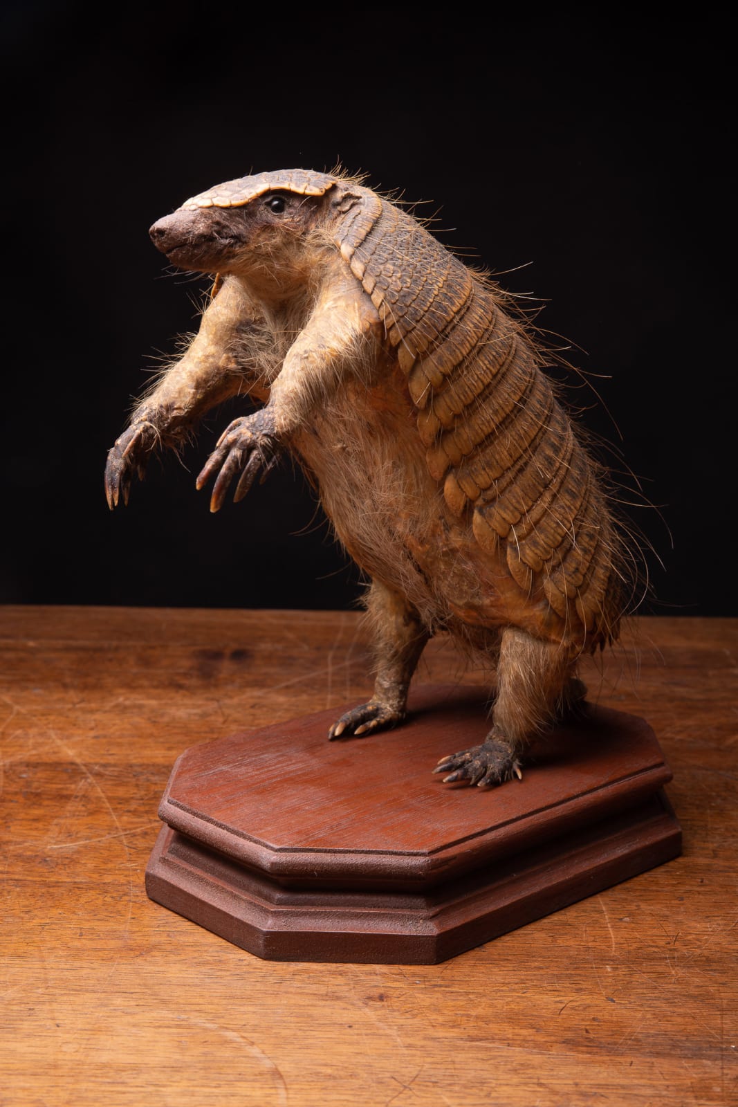 19th C Armadillo Mount in sitting position on wooden base, <1947
