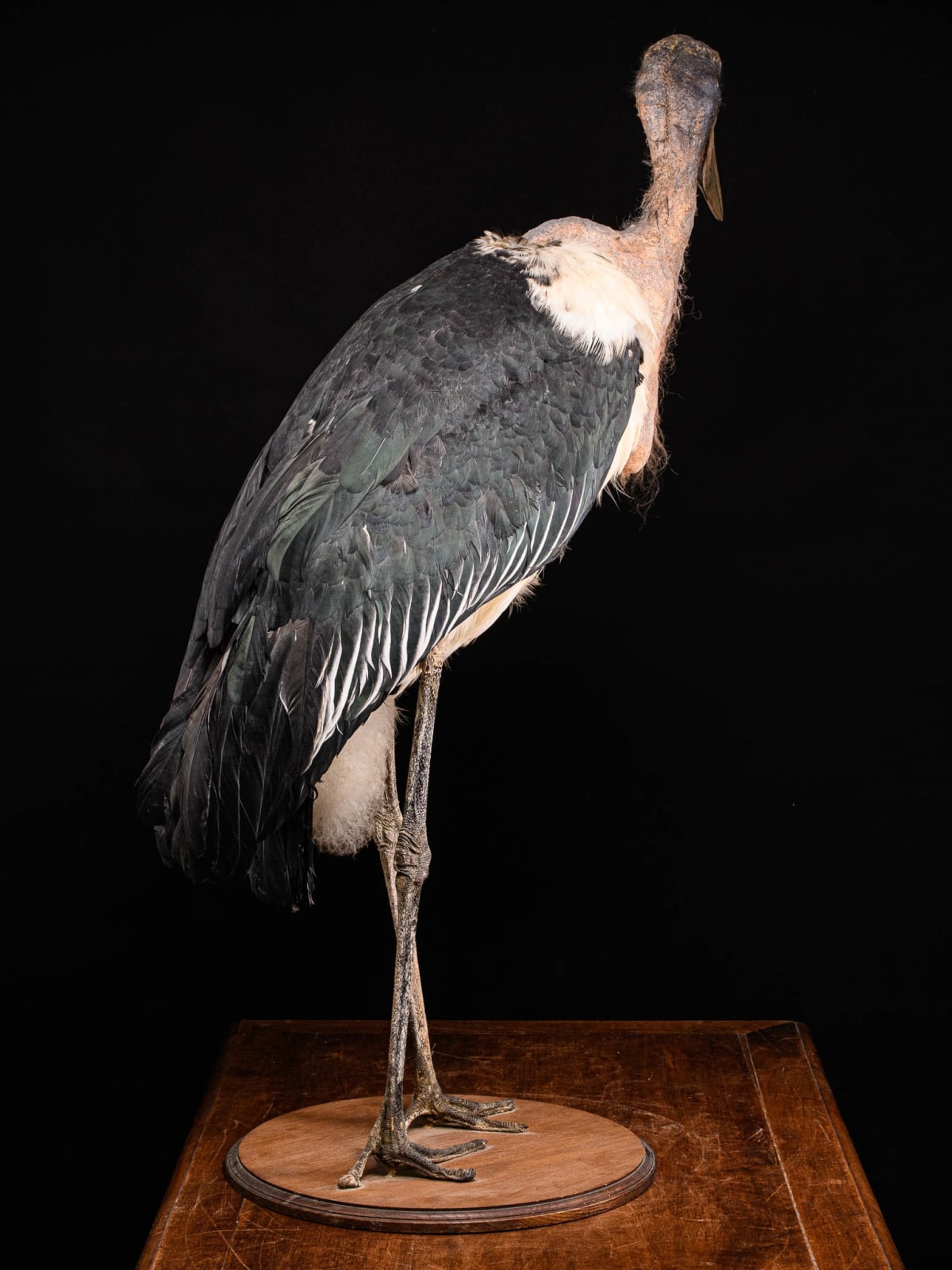 Marabou Stork taxidermy.Bald-headed black and grey feathers with very long legs and a large triangular beak. Mounted in a walking position on a wooden base. Wings are folded back against its body. Walking straight with head facing sideways and beak turned, >1947
