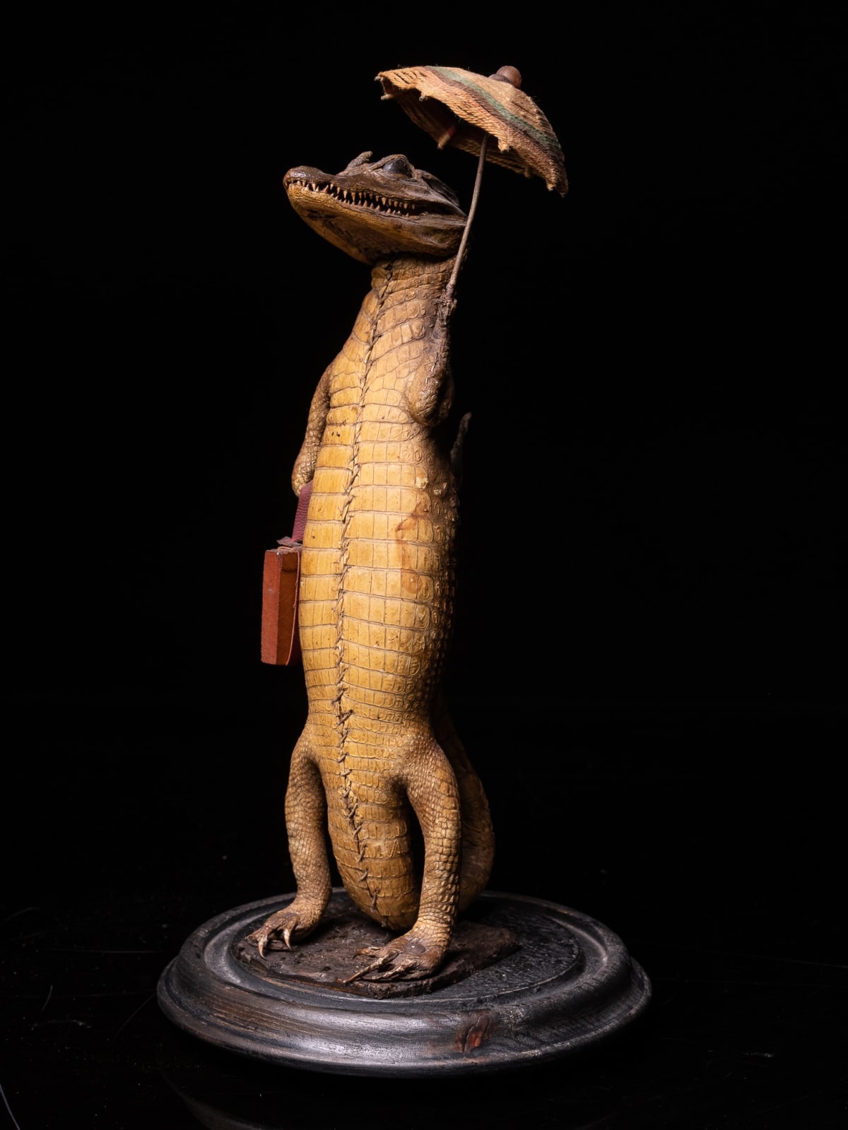 Small Alligator (Alligator mississippiensis) with Umbrella and Travel Case under a Glass dome on an ebonised base.,