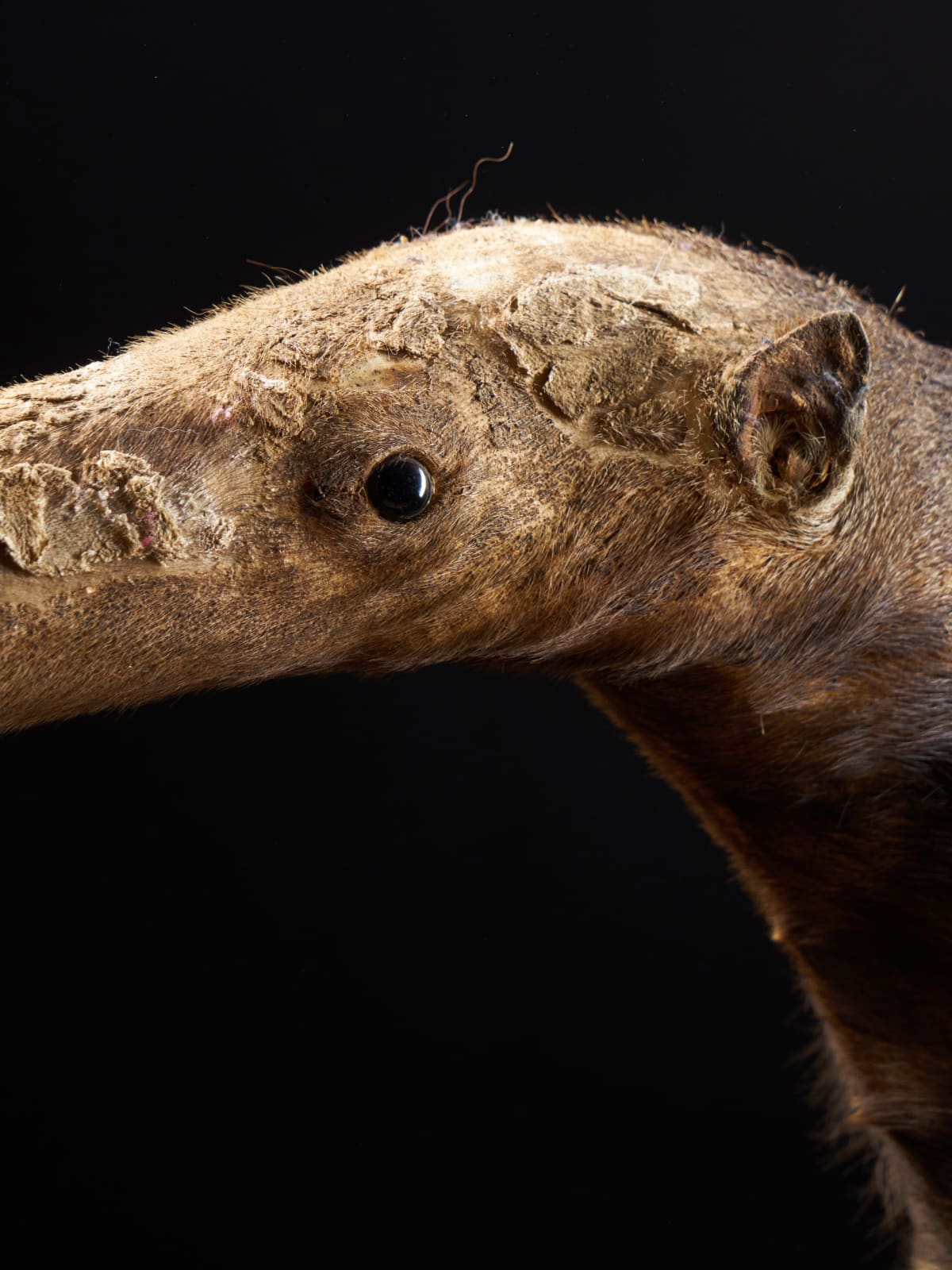 Giant Anteater (Myrmecophaga tridactyla) mounted by Mr.Monin Taxidermiste Zoo des Bruniaux, 1981