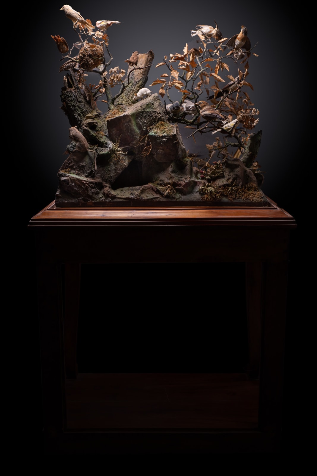 A pair of Antique 19th C French Dioramas of taxidermy birds and animals ,variously perched on branches and groundwork set within their original ebonised display cabinets.Taxidermy dated before 1947 commercialised in accordance with rule n°338/97 CE dated, <1947