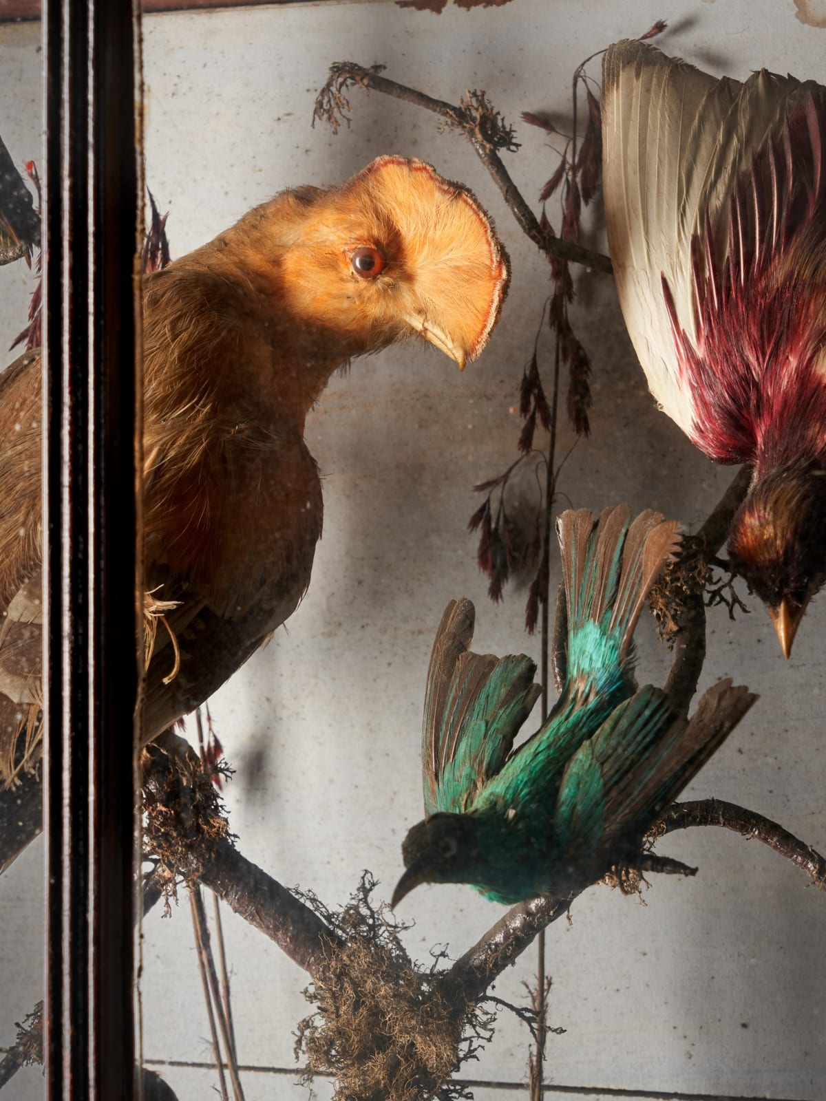 Early 20th C Diorama of 20 South American birds ,variously perched on branches and groundwork set within its original bowed frontglass case, <1947