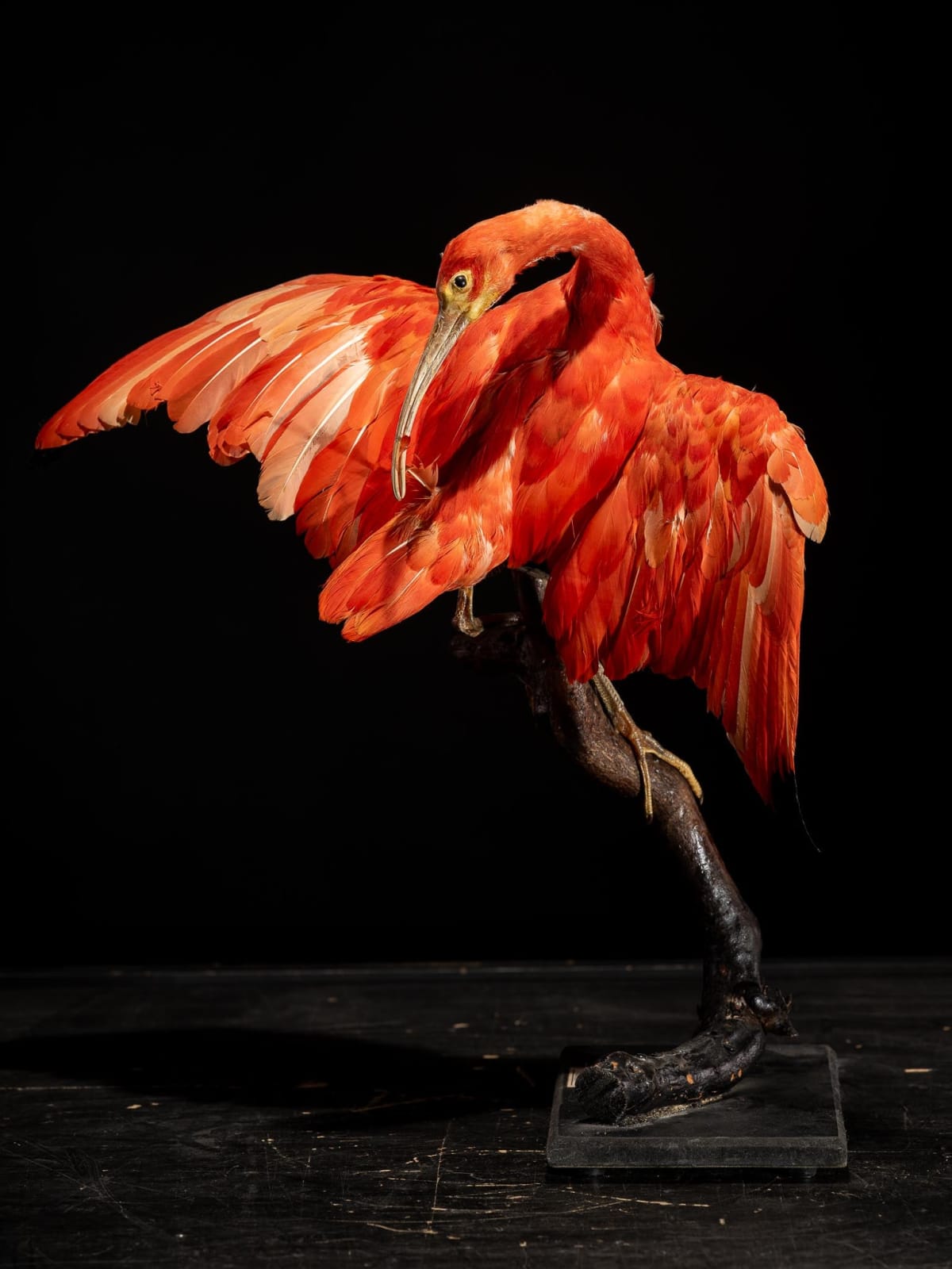 Red Ibis old taxidermy mount in preening position, United Kingdom, 20th Century
