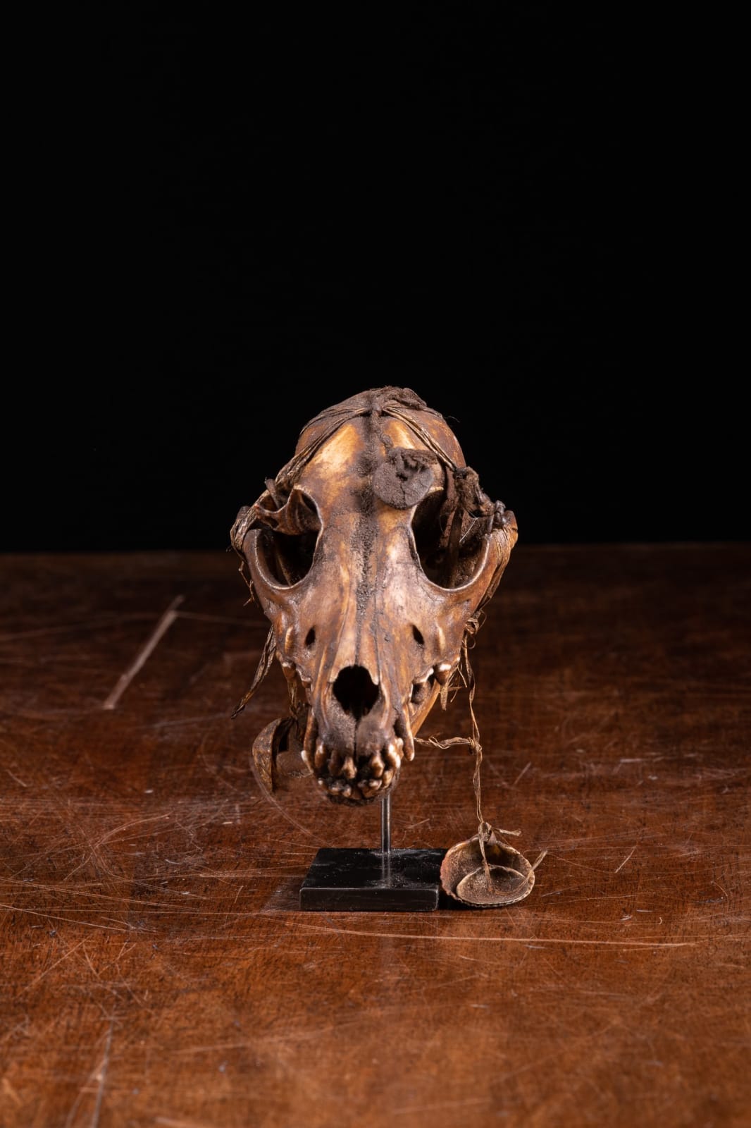 Dayak People,Borneo.Ceremonial Decorated Dog Skull, first half 20th C