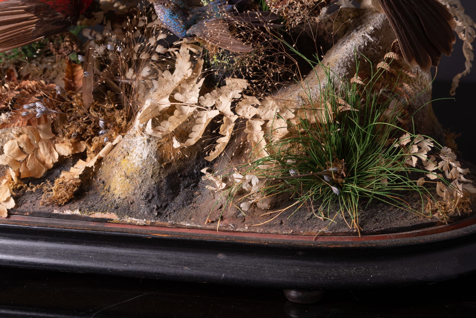 Antique 19th C Victorian Diorama of 26 tropical birds,labelled W.J.Hole ,variously perched on branches and groundwork ,under original glass dome on an ebonised base, 19th C