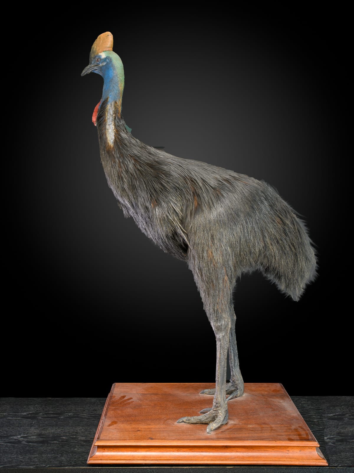 Rare taxidermy of an adult Southern Cassowary-Casuarius casuarius, 2nd half 20 th C