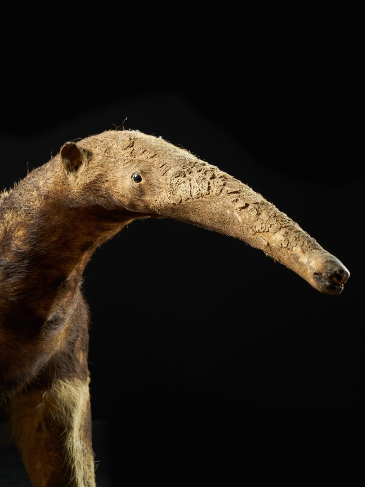 Giant Anteater (Myrmecophaga tridactyla) mounted by Mr.Monin Taxidermiste Zoo des Bruniaux, 1981