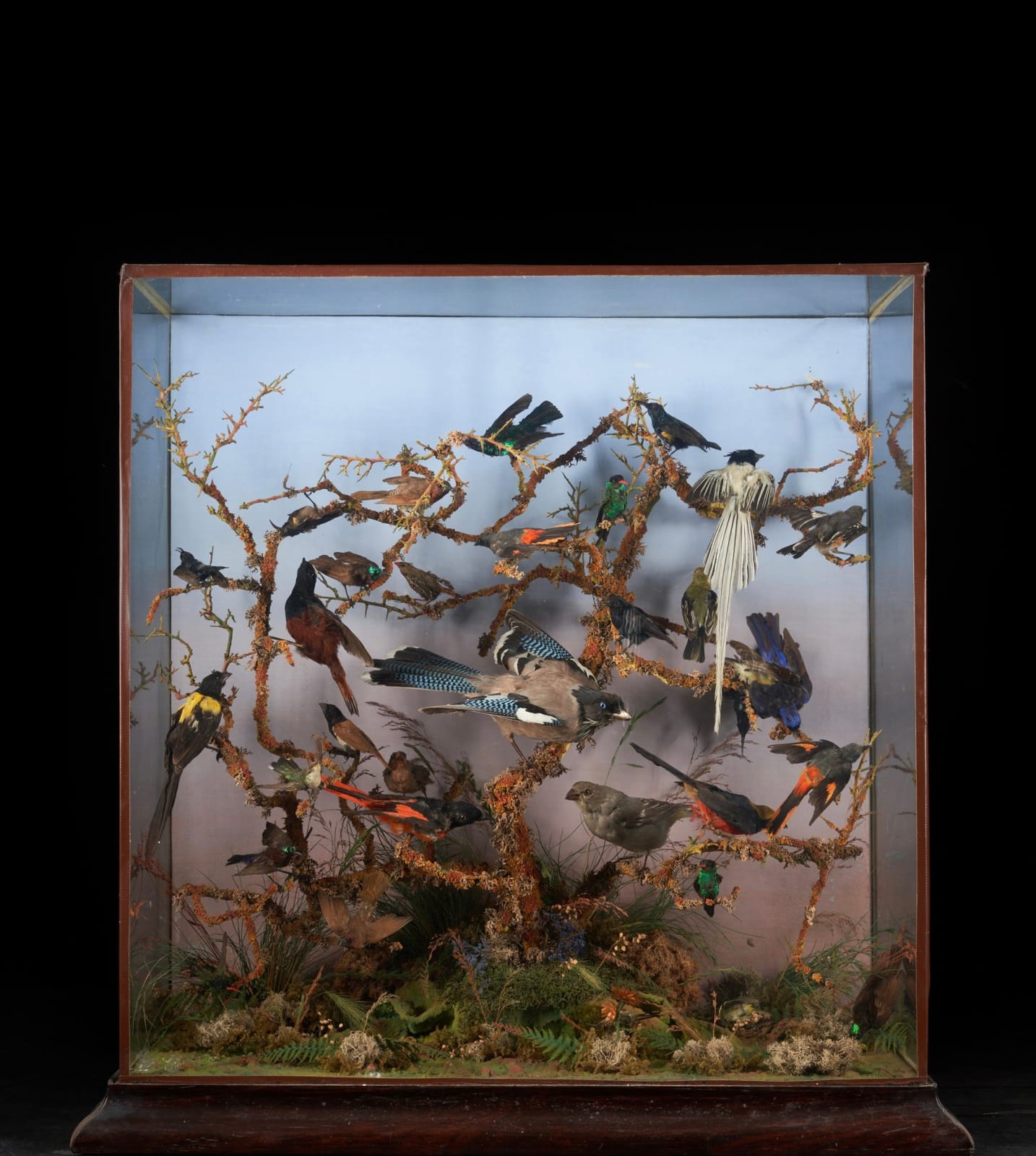 19th C Victorian Diorama of 34 taxidermy tropical birds,by Rowland Ward ,variously perched on branches and groundwork set within its original case, <1947