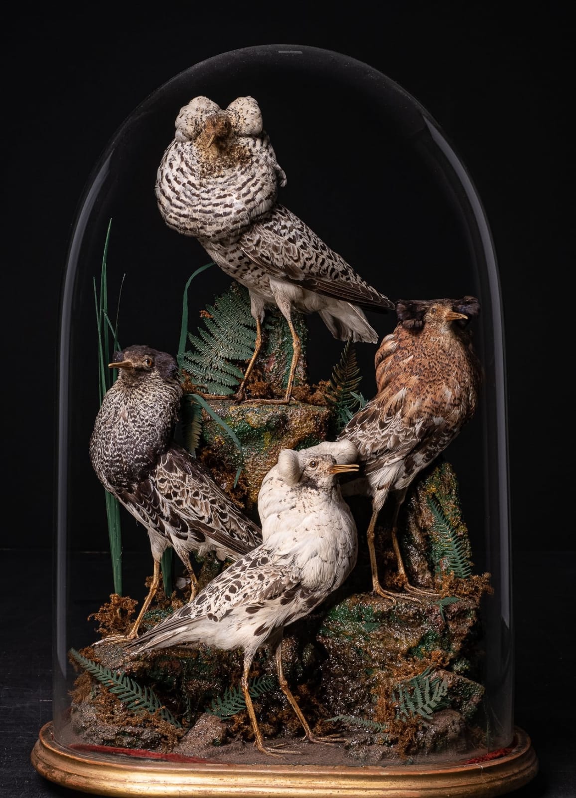19th C Victorian Henry Ward Dome of 4 Ruff's, variously perched on rock ledge and groundwork, under original glass dome and ebonised base., 19th Century