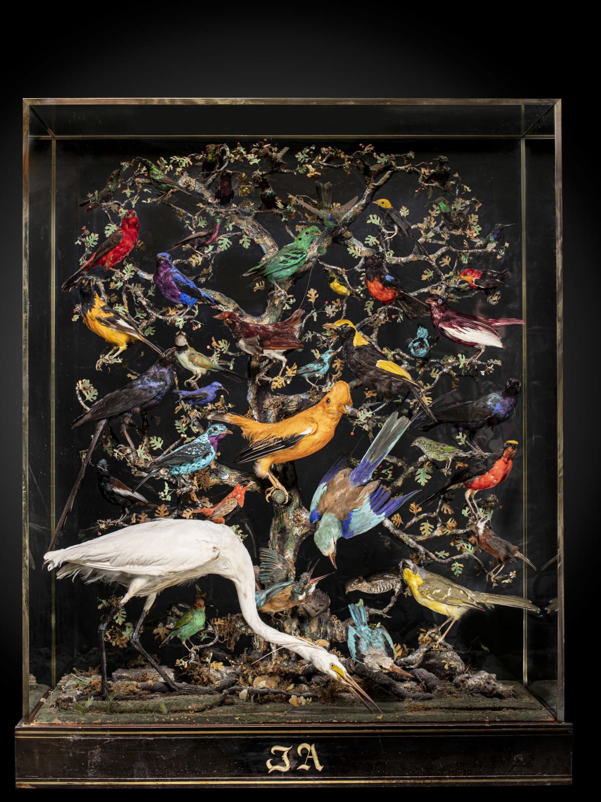 French Napoléon III Diorama of 50 taxidermy tropical birds set within its three glass ebonised case, 19th Century
