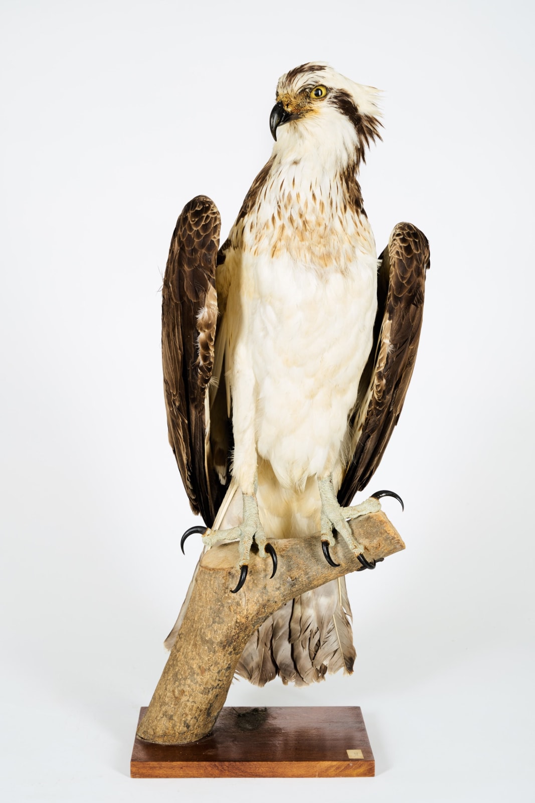 Westerne Osprey or Fish Hawk (Pandion haliaetus) mounted in 1956.II/A dd 10/03/2017. Ancient collection de Mr.Ramon Pons Oliveras, >1947