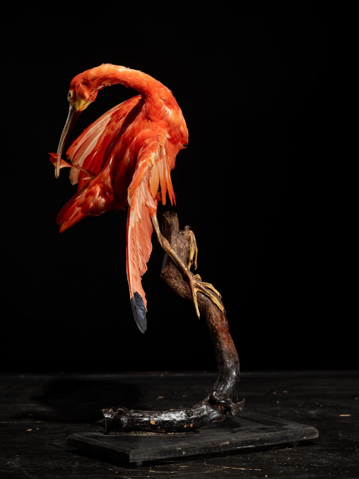 Red Ibis old taxidermy mount in preening position, United Kingdom, 20th Century