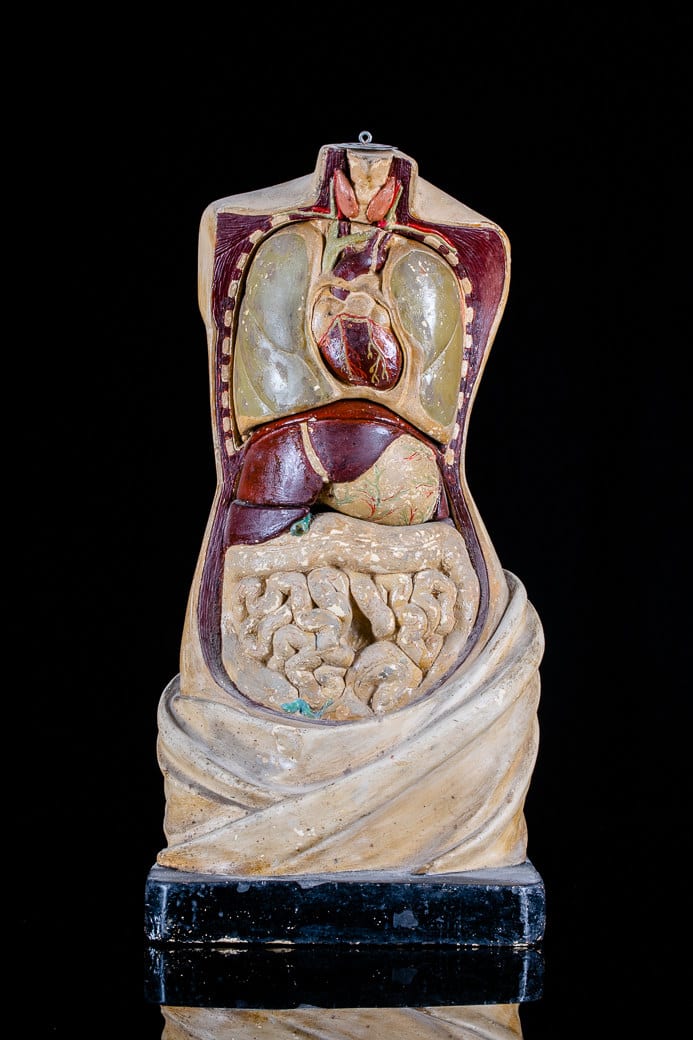 Anatomical Didactic Model of a Torso with Removable Organs by Franz Jozef Steger and Prof. Wilhelm His, 19-20th Century