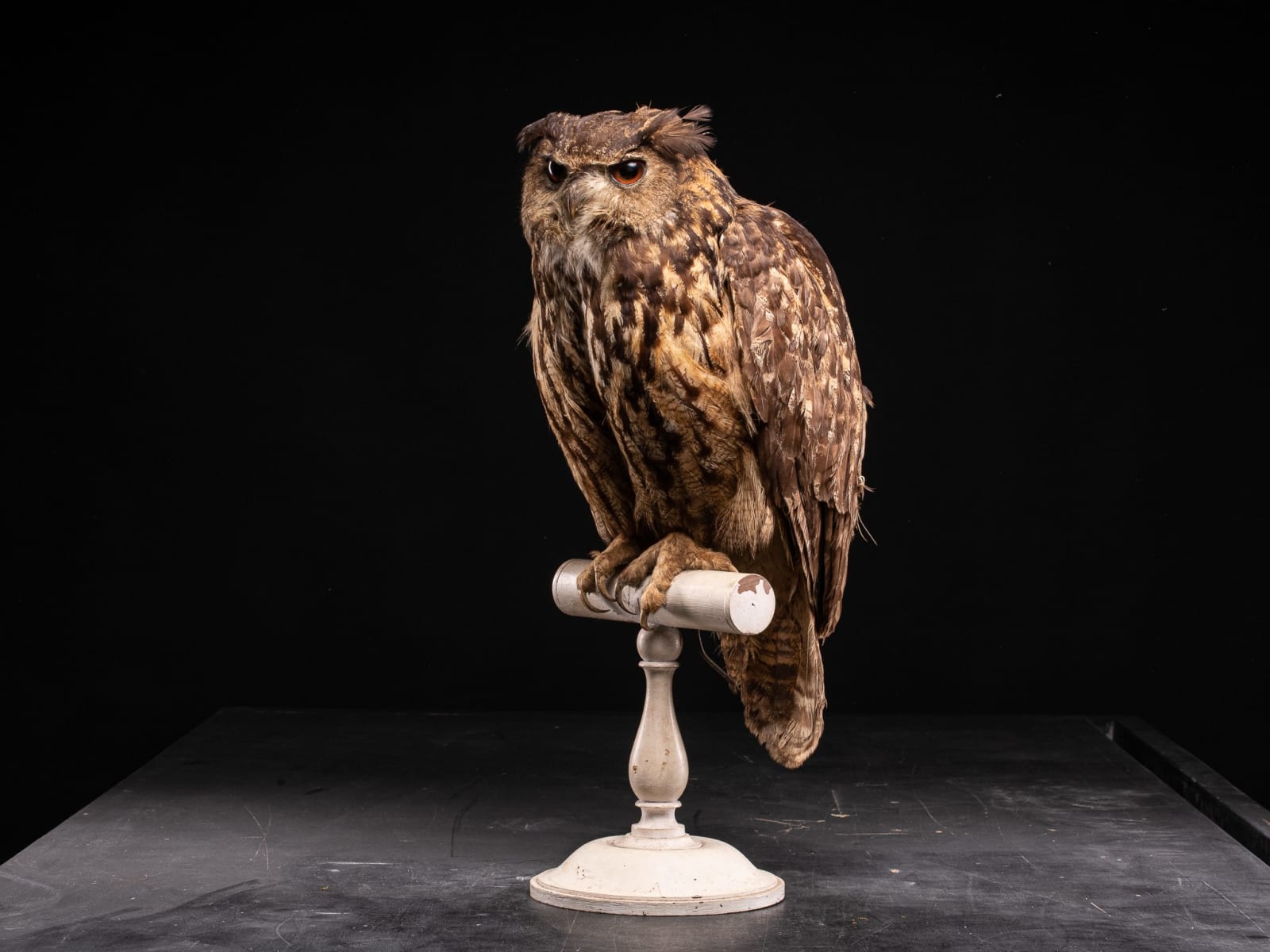 Eurasian Eagle Owl (Bubo bubo) on Antique White Museum Stand, 1910