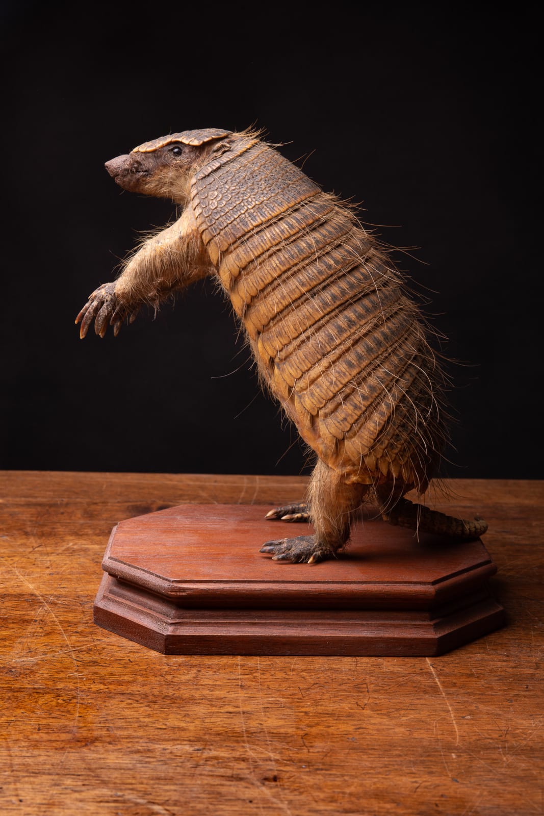 19th C Armadillo Mount in sitting position on wooden base, <1947