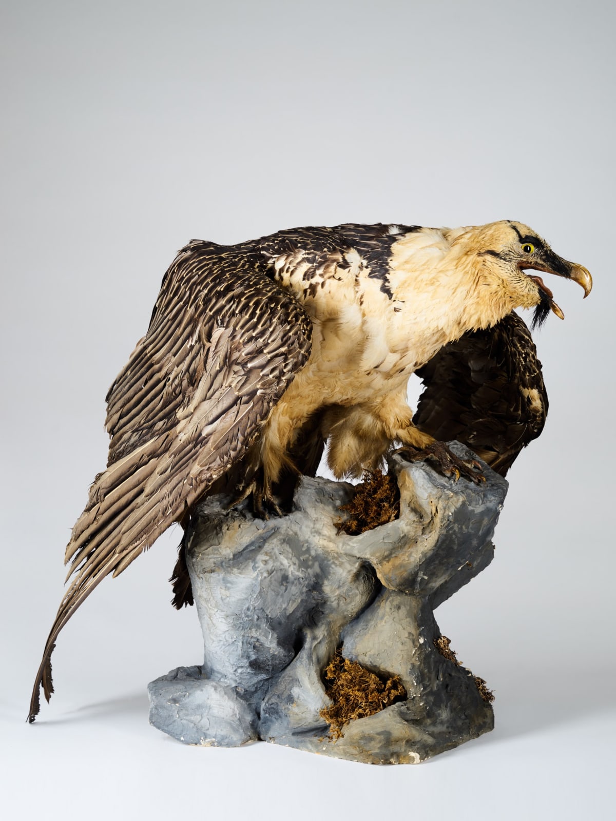 Bearded Vulture (Gypaetus barbatus) from collection of Mr.Ramon Pons Oliveras., 1934