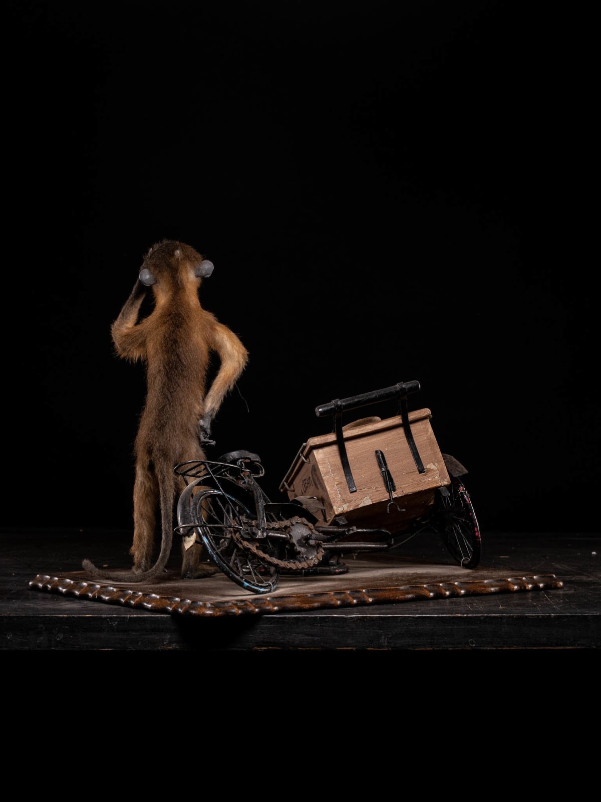 Golden-bellied Mangabey Monkey mounted with a broken down ice cream trike., 20th C