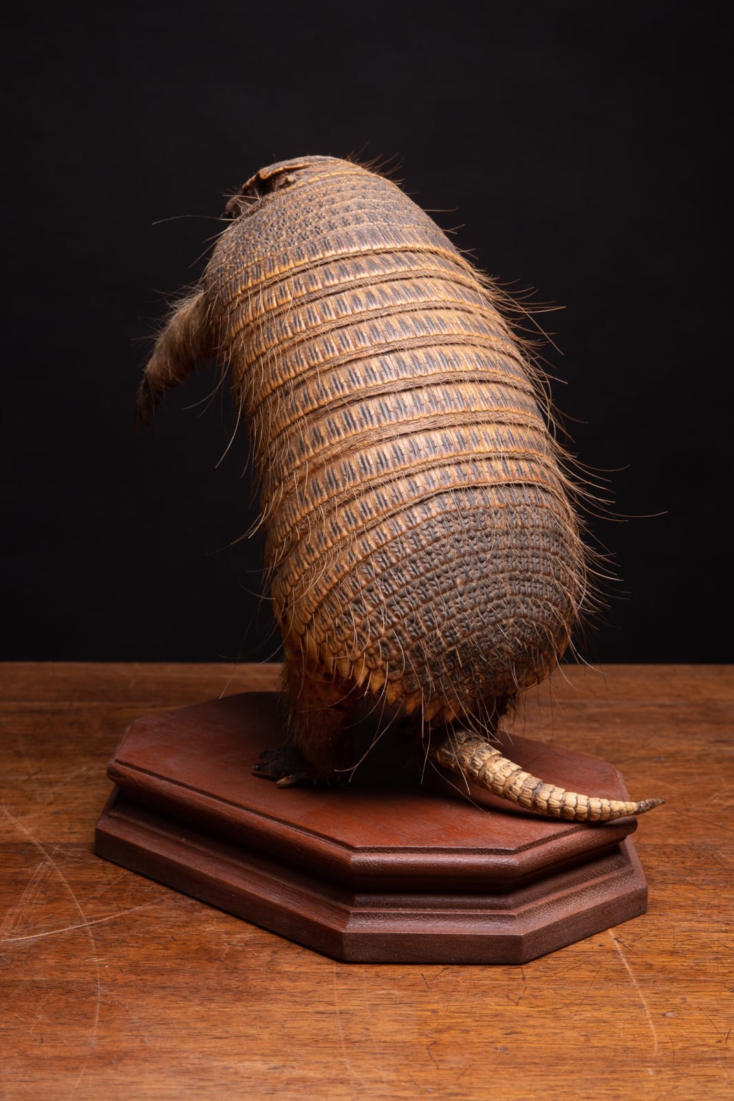 19th C Armadillo Mount in sitting position on wooden base, <1947